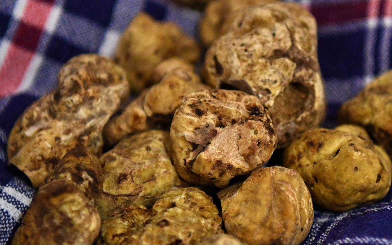 Fiera Nazionale Del Tartufo Bianco Pregiato