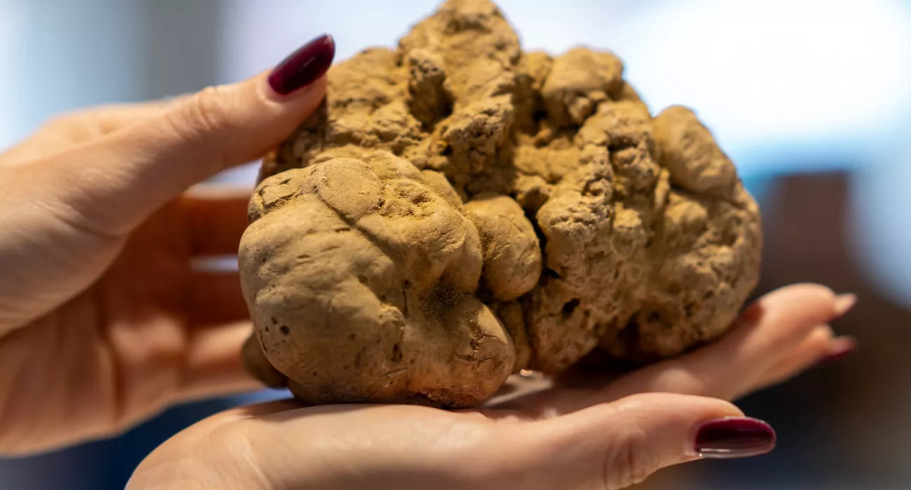 95esima Fiera Internazionale Del Tartufo Bianco D'alba